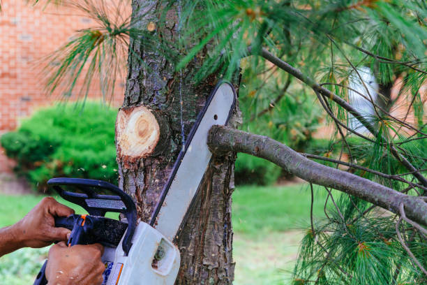 Best Tree Stump Removal  in USA